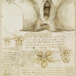 Recto: The female genitalia. Verso: Studies of the male and fema