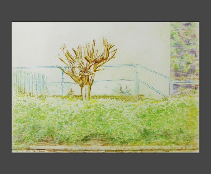 Pollarded Tree drawing