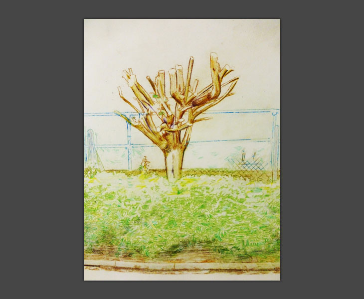 Pollarded Tree drawing (detail)